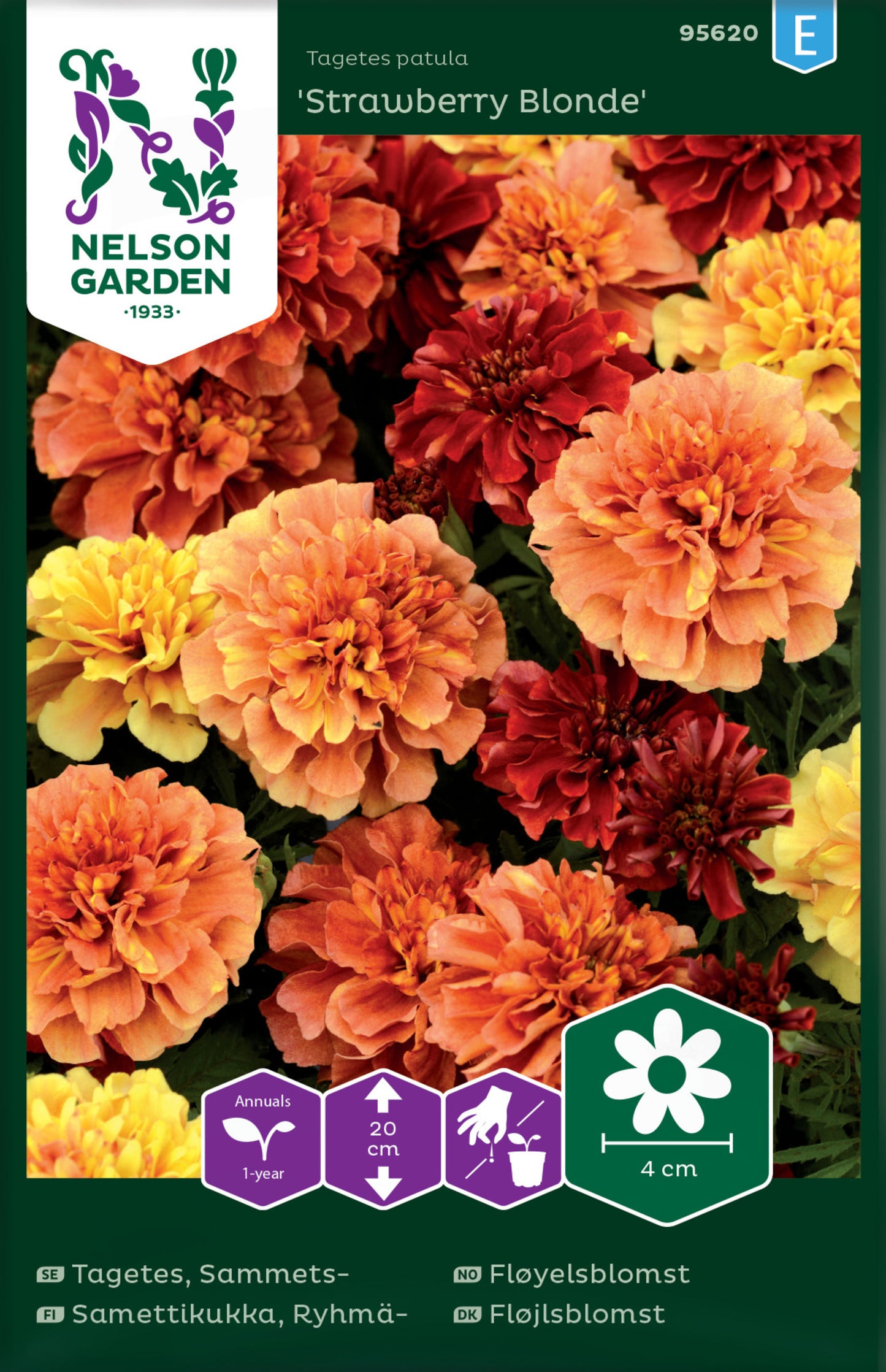 Tagetes, Sammets-, 'Strawberry Blonde'