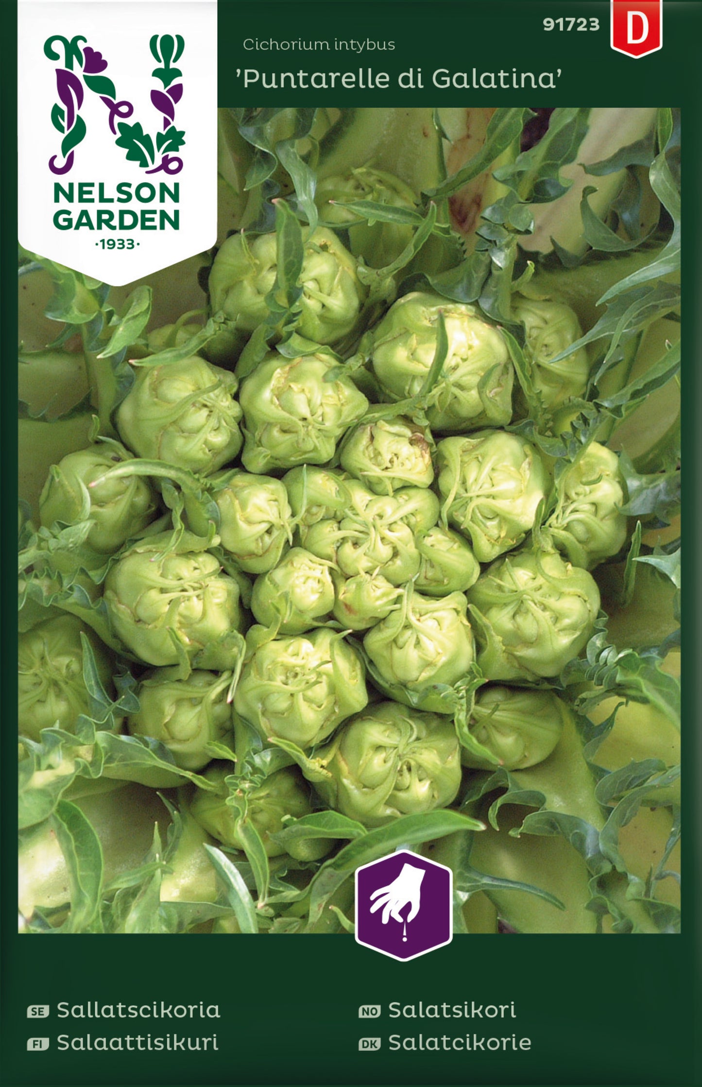 Sallatscikoria,Puntarelle di Galatina