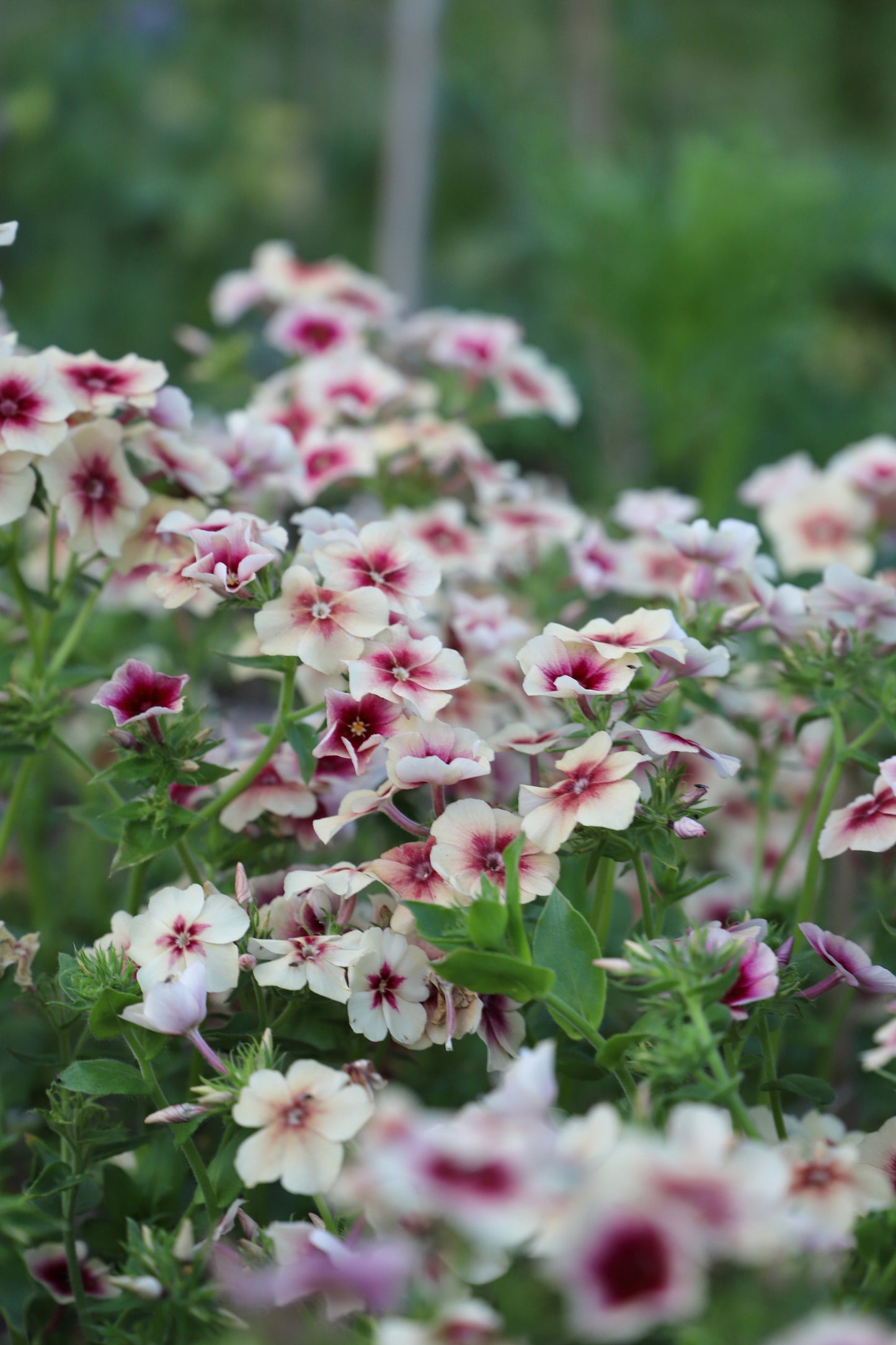 Flox, Sommar-, Cherry Caramel