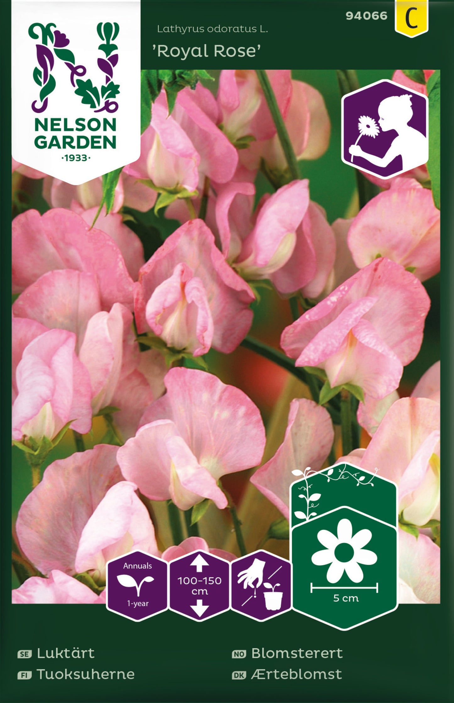Luktärt, Royal Rose, rosa