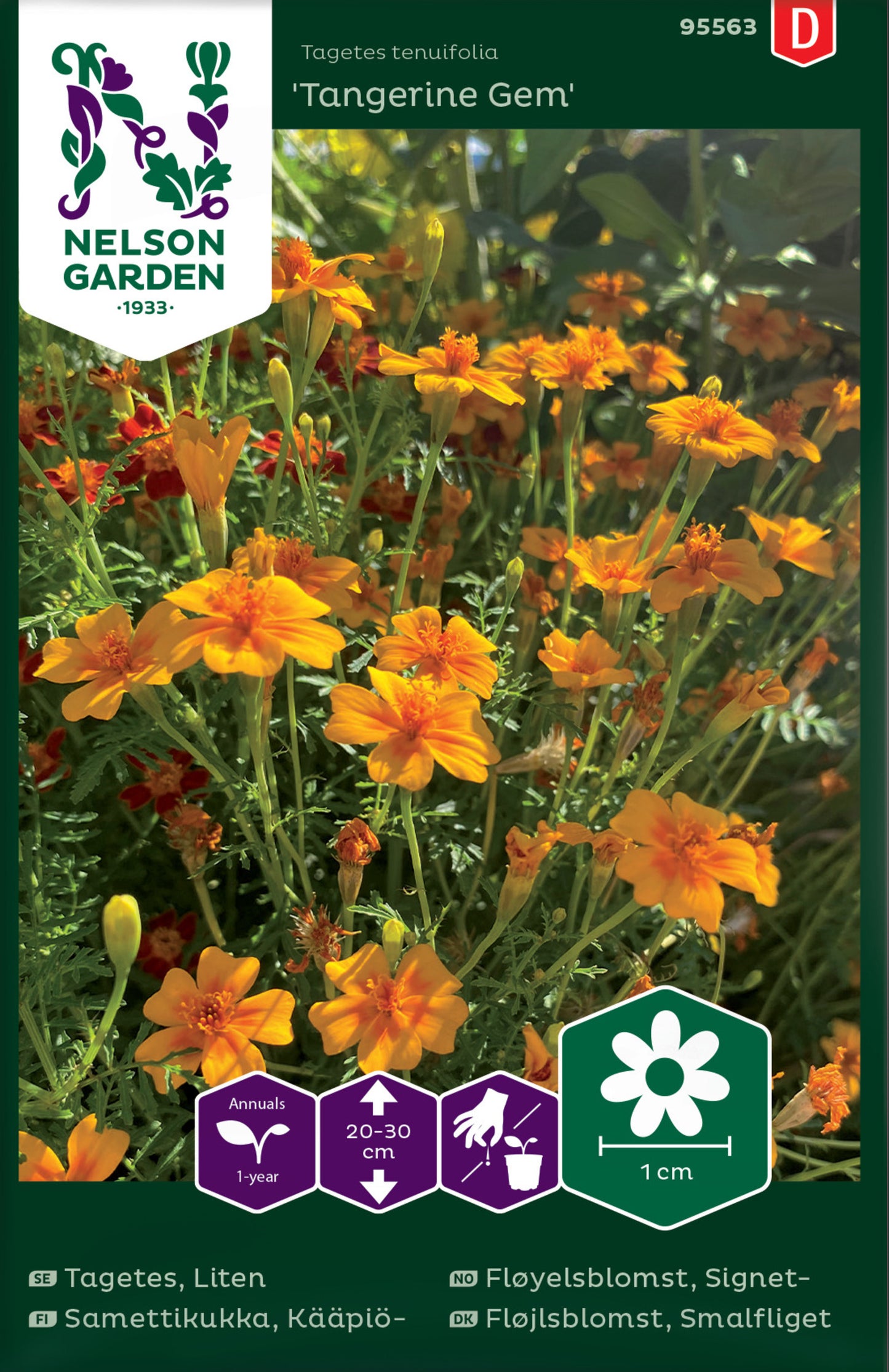 Tagetes, Liten, Tangerine Gem
