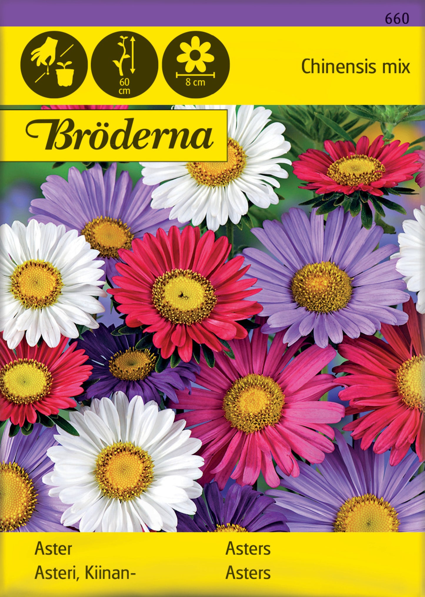 Aster, Enkel, bl färger