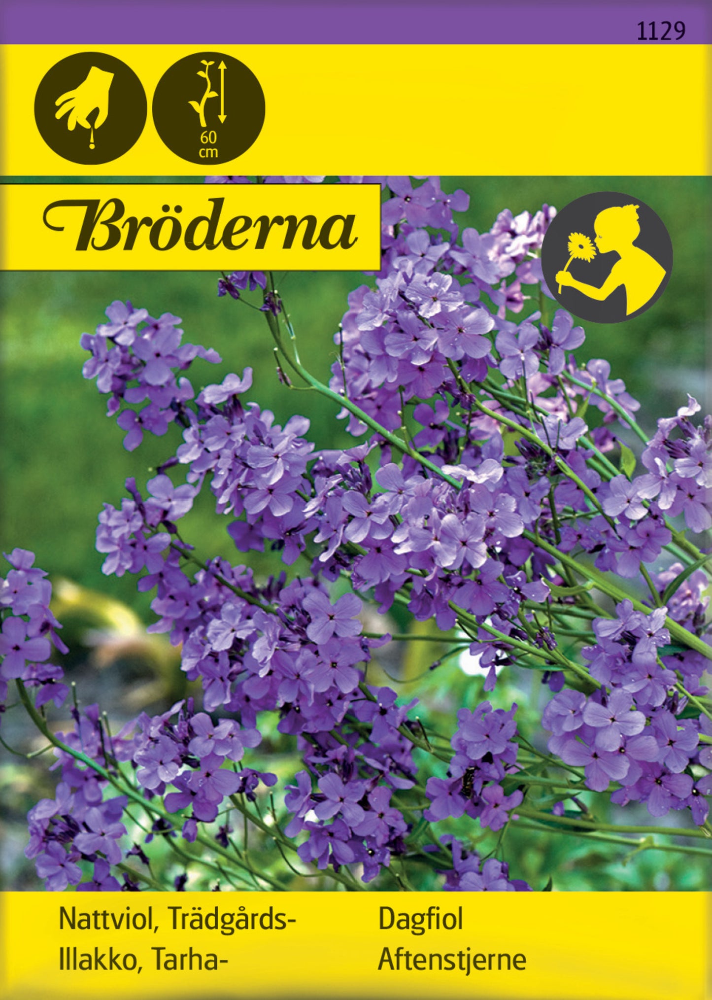 Nattviol, Trädgårds-, violett