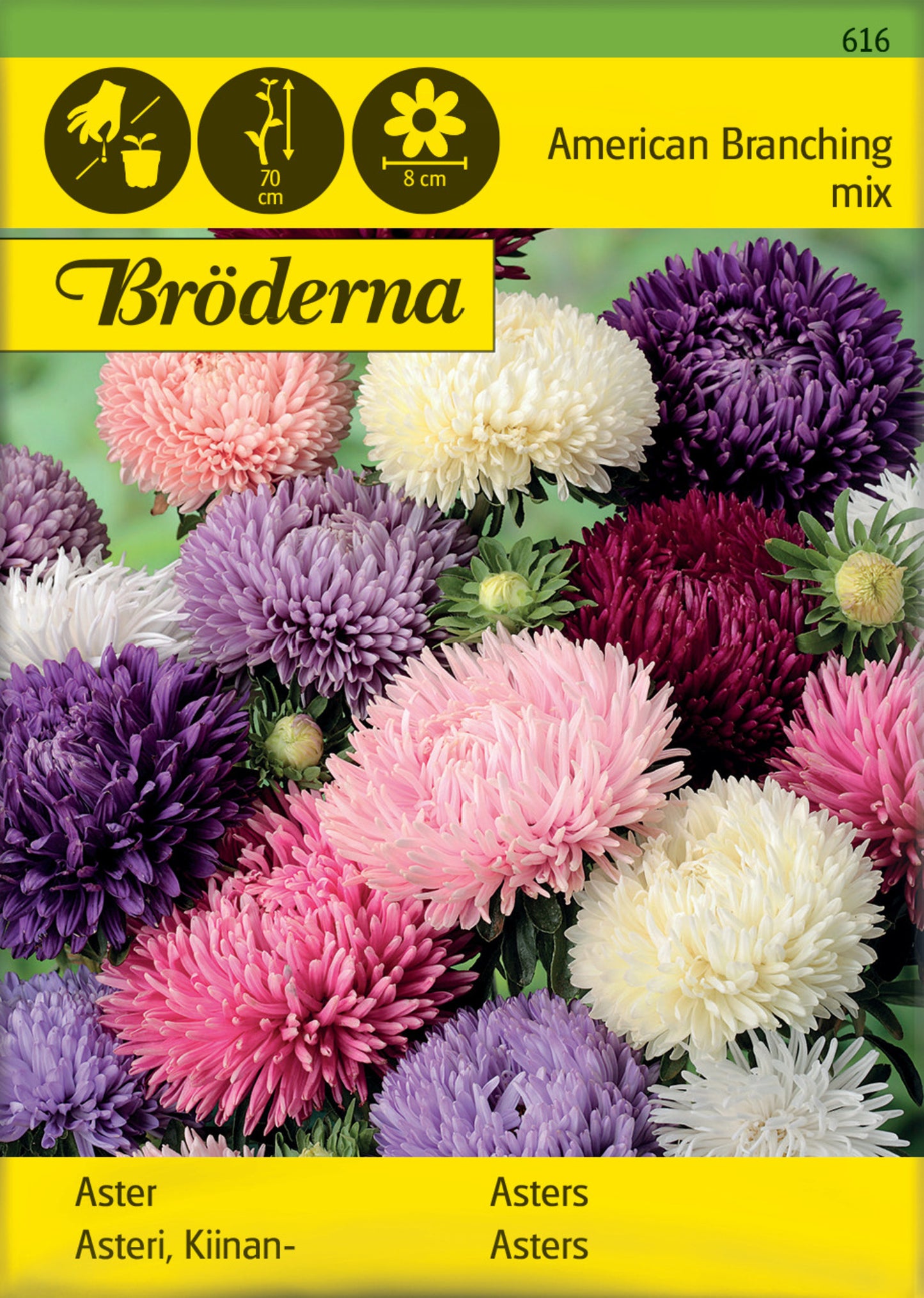 Aster, Busk, Amerikansk