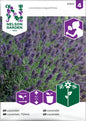 Lavendel
