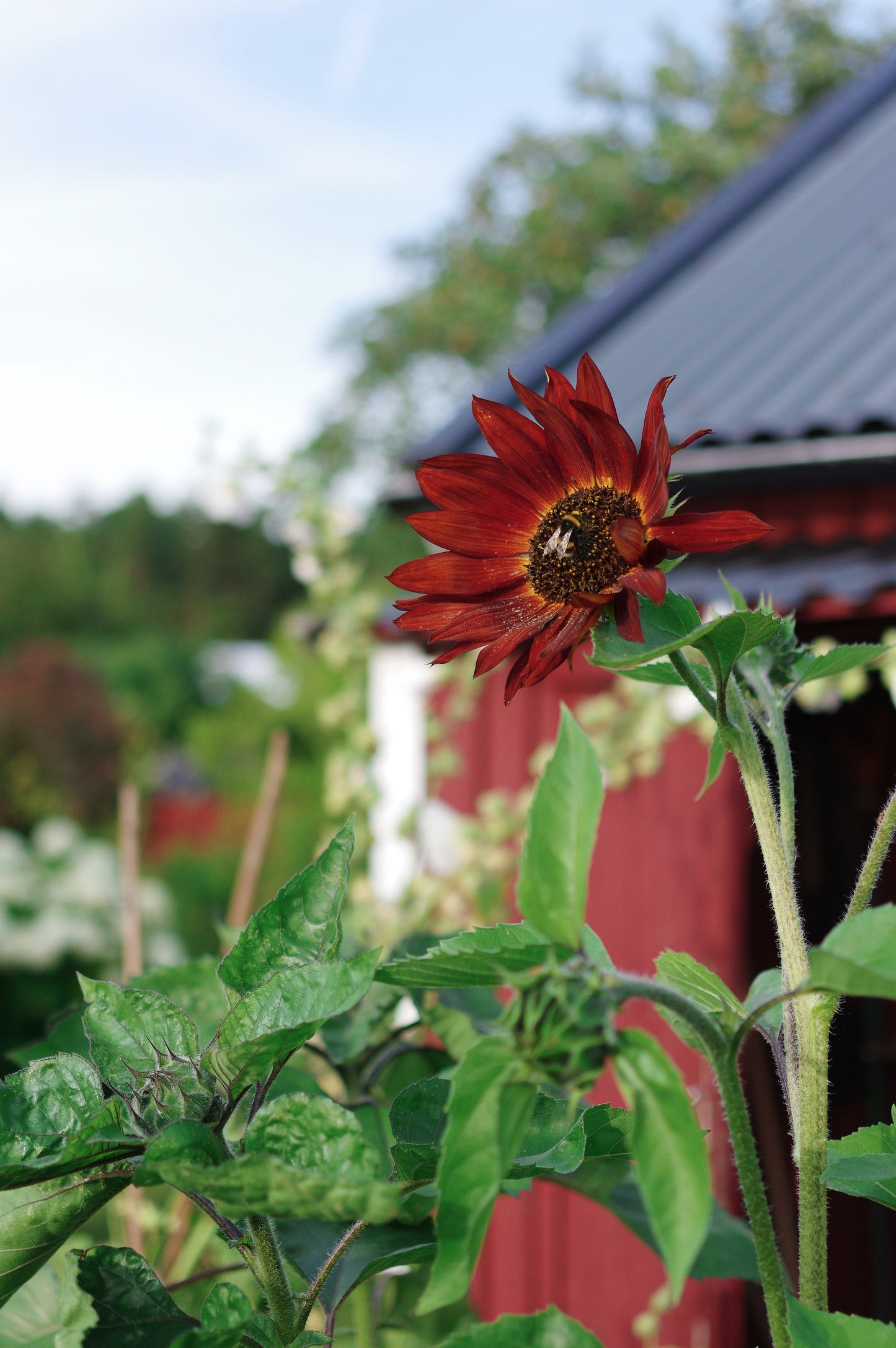 Solros, Velvet Queen, Organic