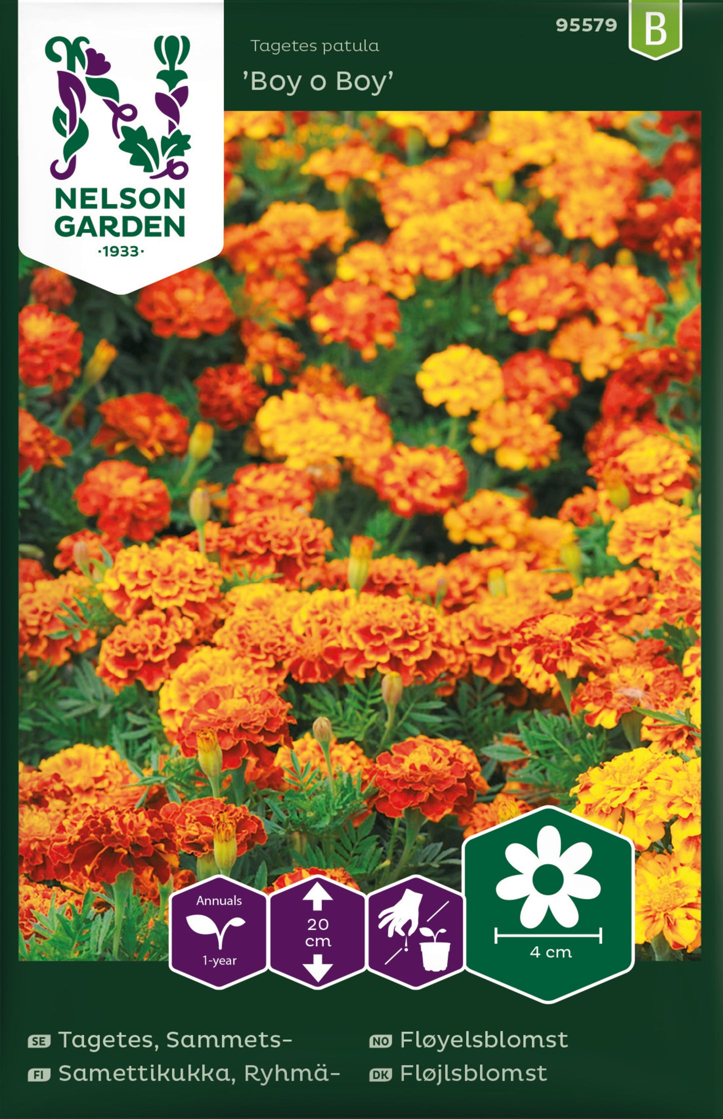Tagetes, Sammets-, Boy o Boy