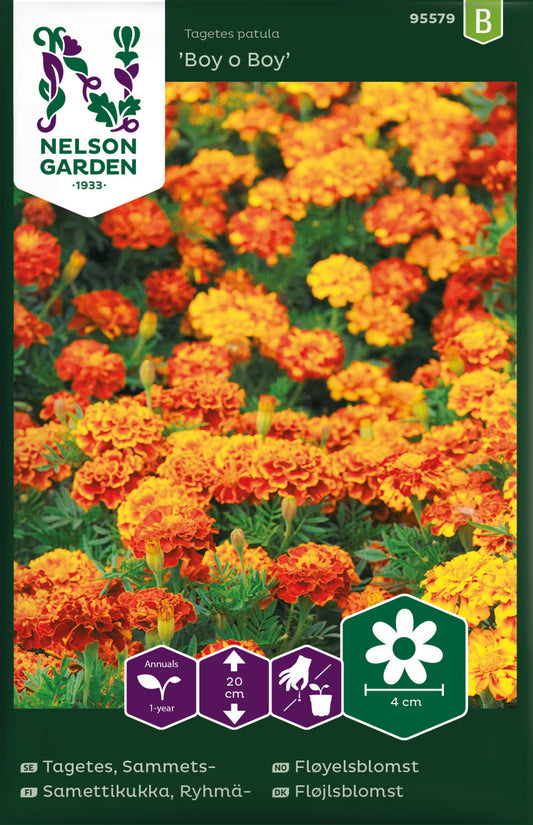 Tagetes, Sammets-, Boy o Boy