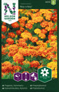Tagetes, Sammets-, Boy o Boy