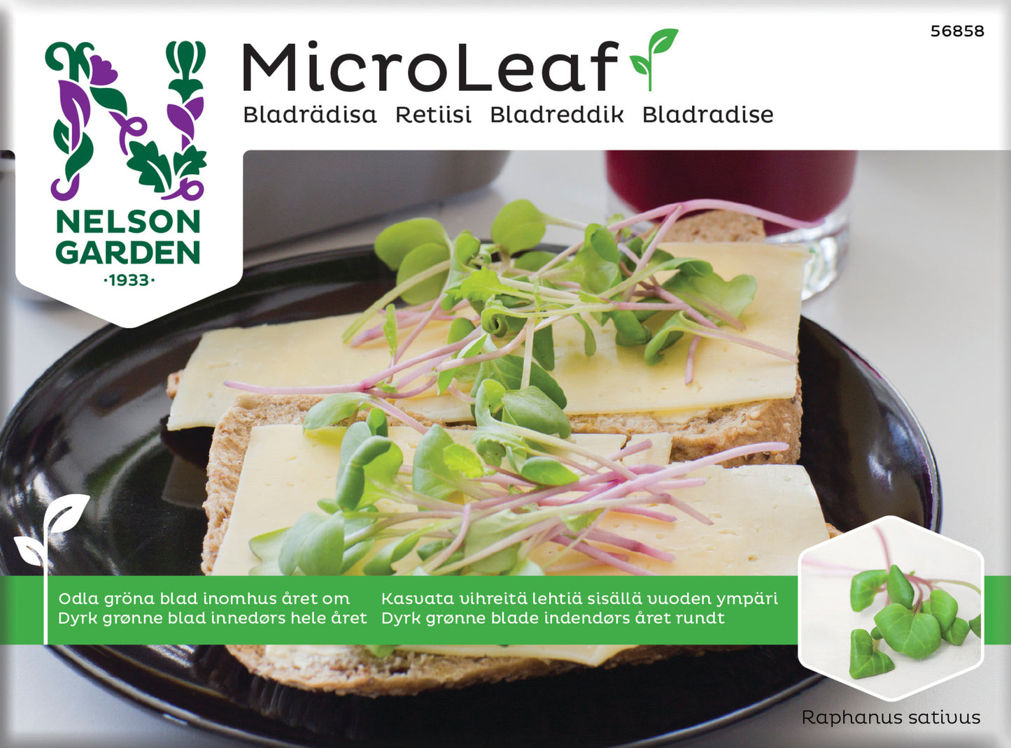 Micro Leaf bladrädisa