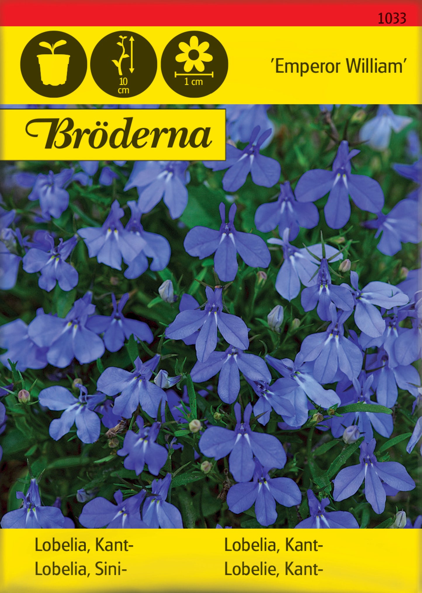 Lobelia, Kant-, Emperor William