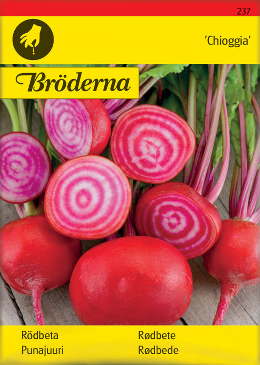 Rödbeta, Chioggia, rund