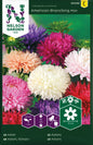 Aster, Busk, Amerikansk