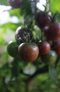 Tomat, Hög, Black Cherry, Organic