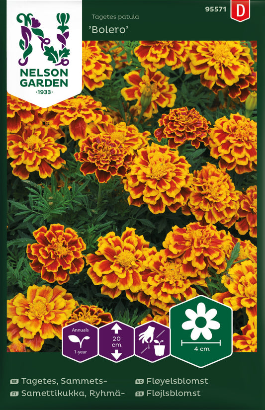 Tagetes, Sammets-, Bolero
