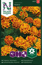 Tagetes, Sammets-, Bolero