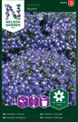 Lobelia, Häng-, Saphir, blå