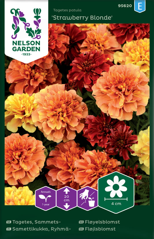 Tagetes, Sammets-, 'Strawberry Blonde'