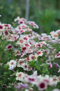 Flox, Sommar-, Cherry Caramel