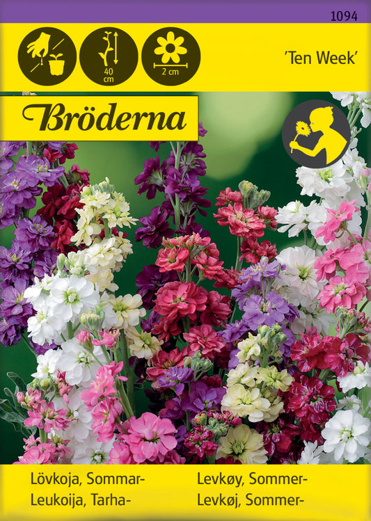 Lövkoja, Sommar-, Ten Week, bl färger