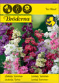 Lövkoja, Sommar-, Ten Week, bl färger
