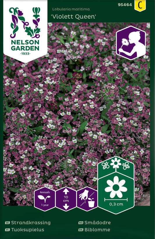 Strandkrassing, Violett Queen