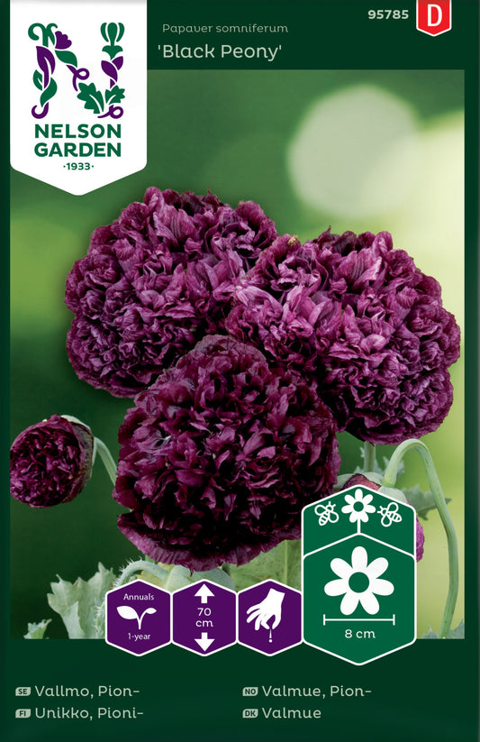 Vallmo, Pion-, Black Peony