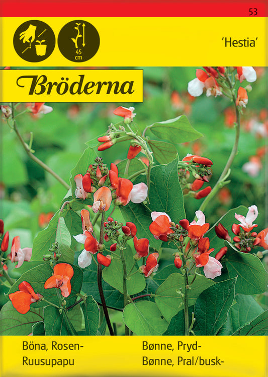 Böna, Blomster-, Hestia, låg