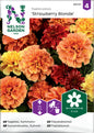 Tagetes, Sammets-, 'Strawberry Blonde'