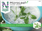 Micro Leaf koriander