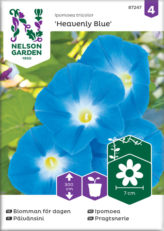 Blomman för dagen, Heavenly Blue