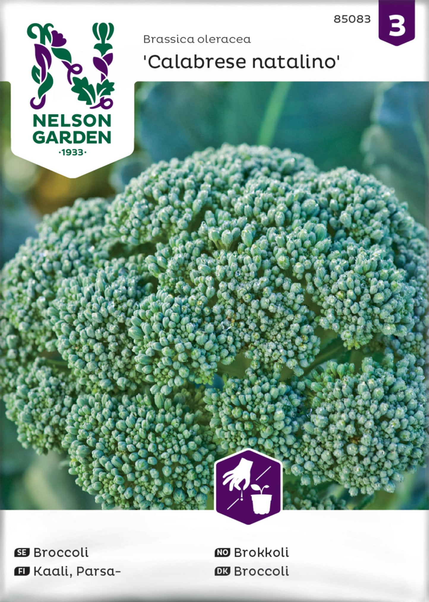 Broccoli, Calabrese natalino
