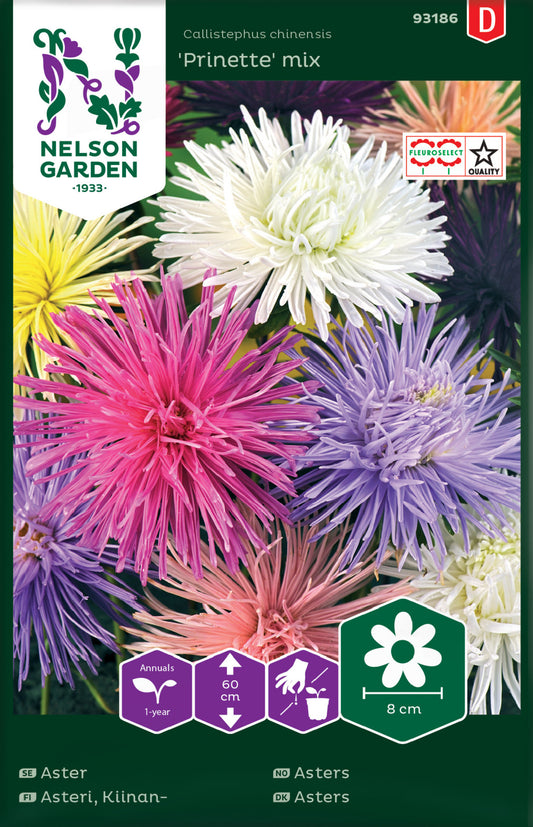 Aster, Strål-, Prinette, bl färger