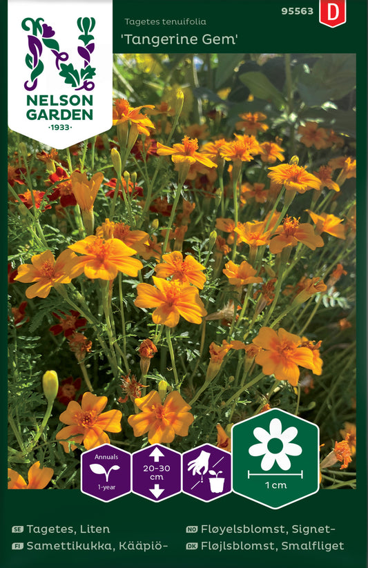 Tagetes, Liten, Tangerine Gem