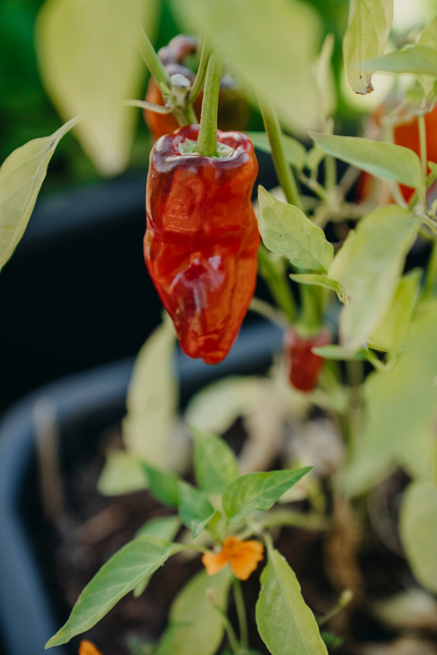 Chilipeppar, Padron