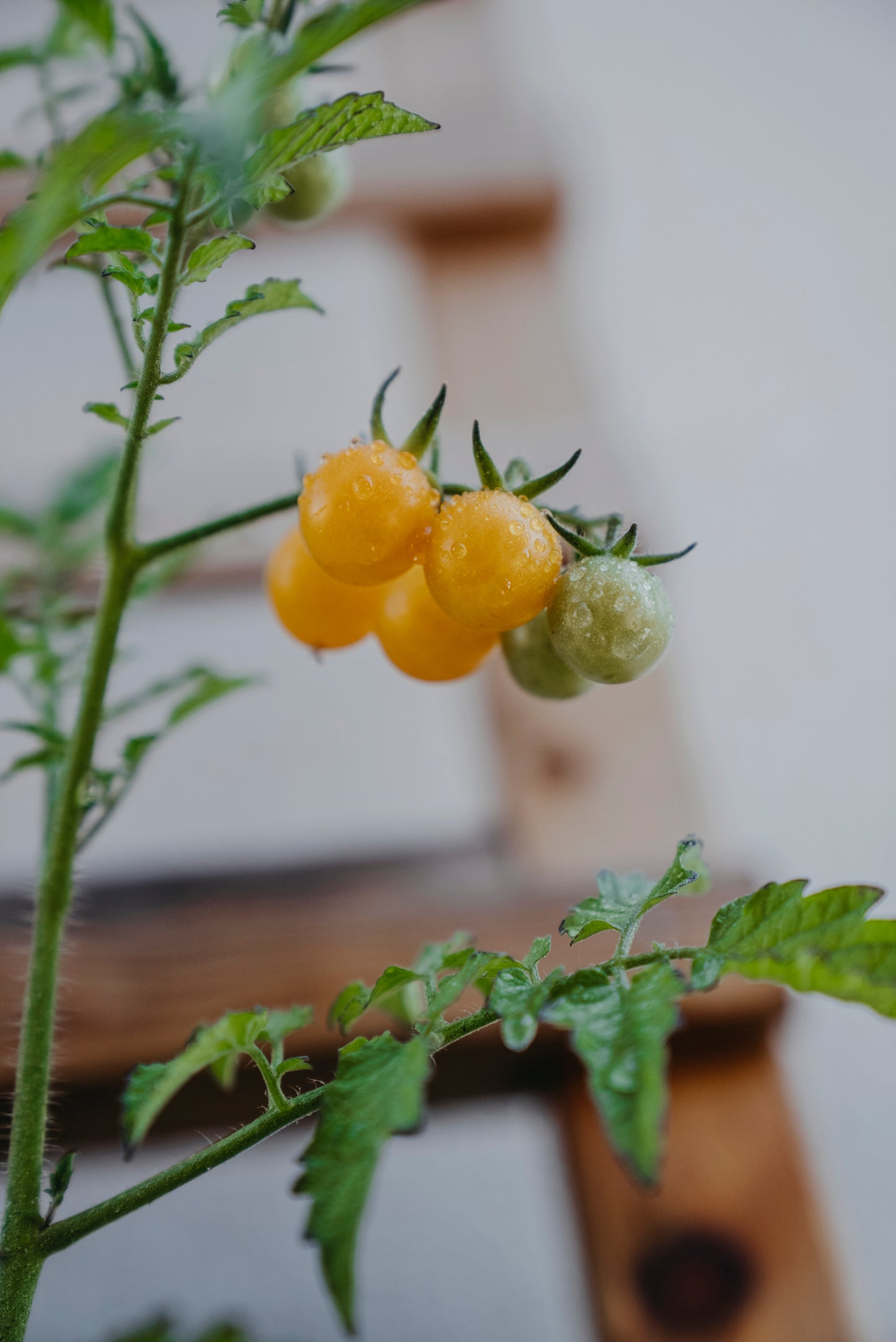 Tomat, Hög, Golden Currant, Organic