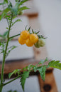 Tomat, Hög, Golden Currant, Organic