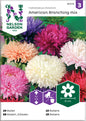 Aster, Busk, Amerikansk
