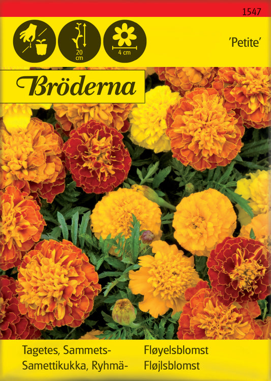 Tagetes, Sammets-, Petite mix