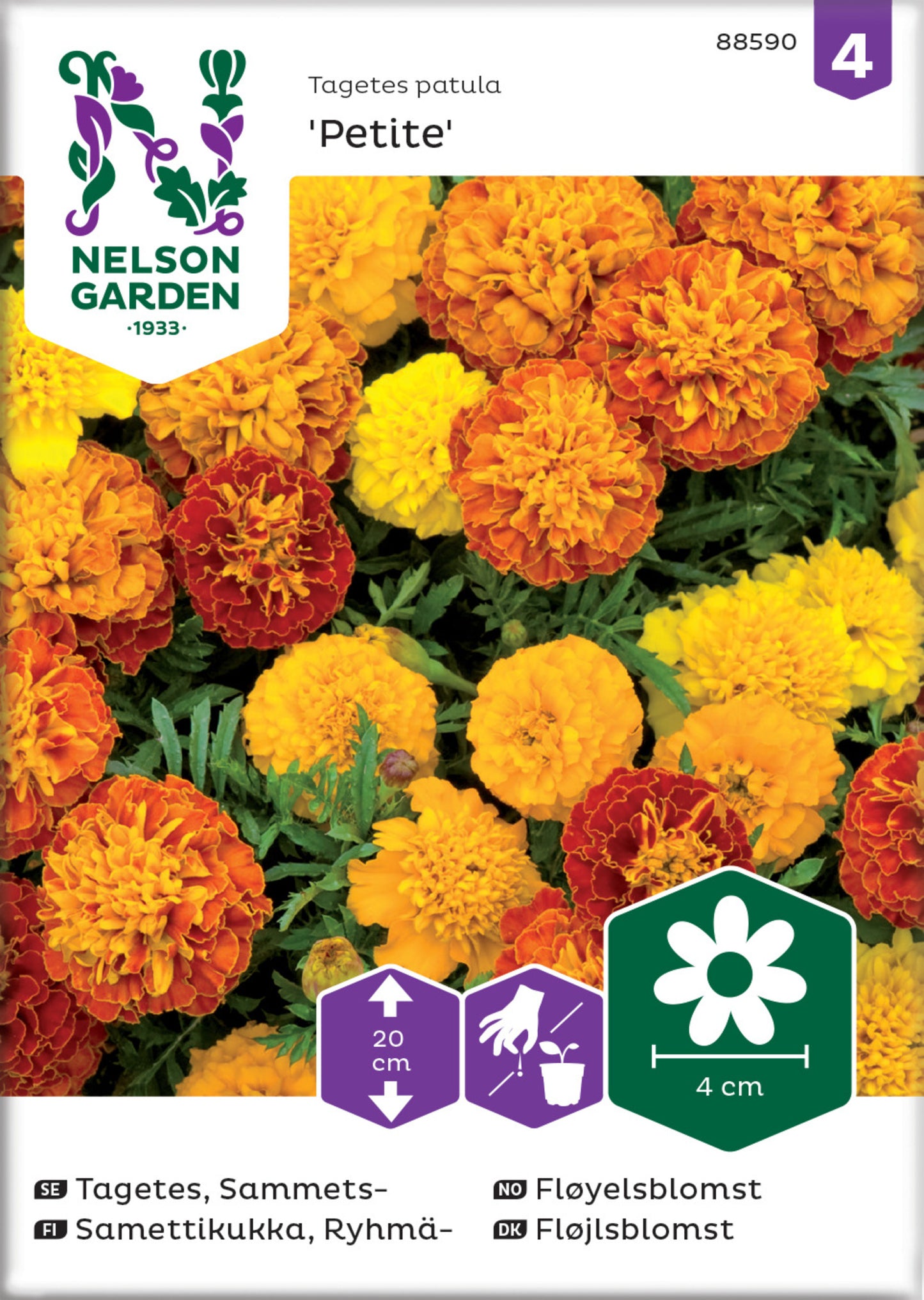 Tagetes, Sammets-, Petite mix