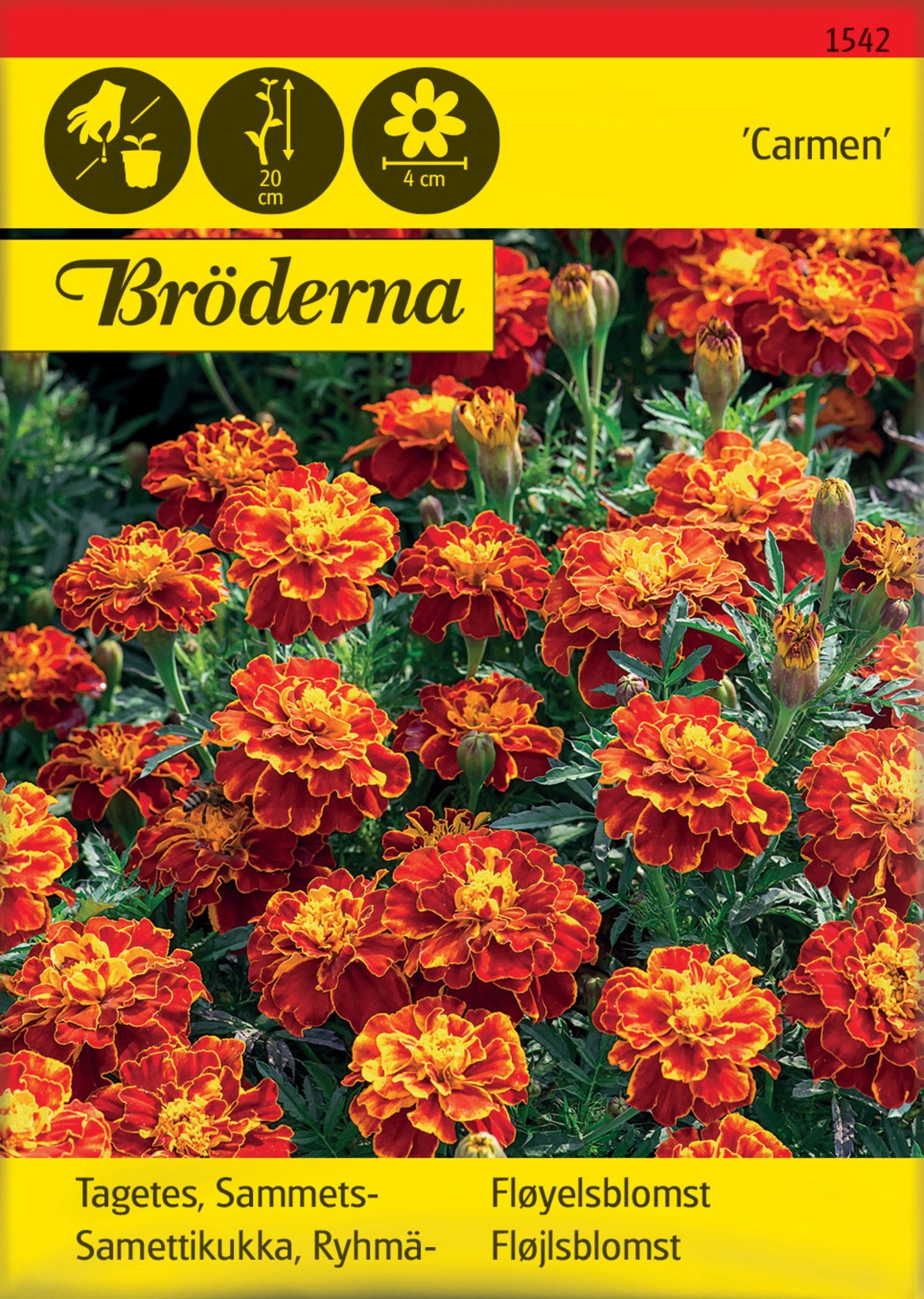 Tagetes, Sammets-, Carmen