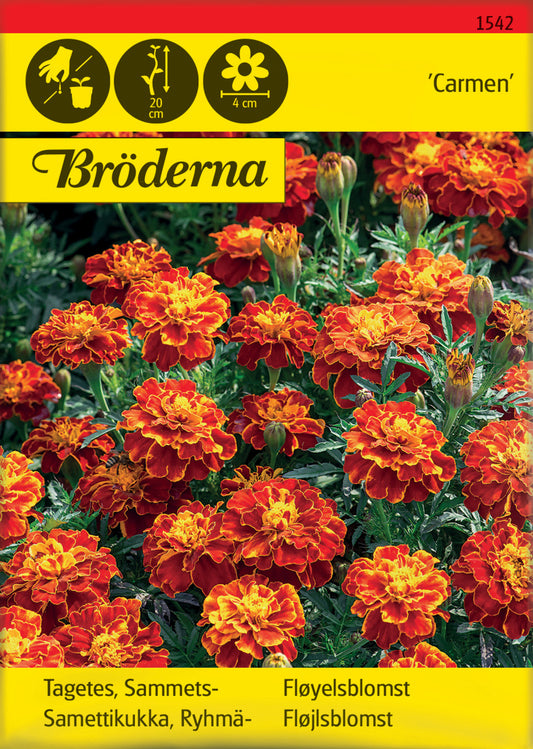 Tagetes, Sammets-, Carmen