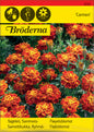 Tagetes, Sammets-, Carmen