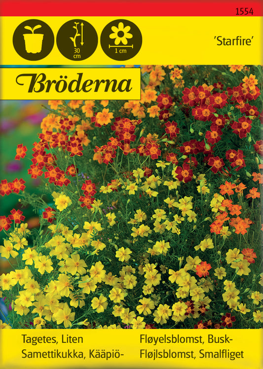 Tagetes, Liten, Starfire mixed