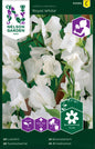 Luktärt, Royal White, vit