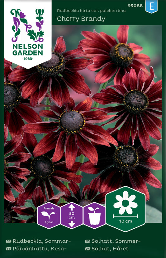 Rudbeckia, Sommar-, Cherry Brandy