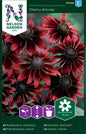 Rudbeckia, Sommar-, Cherry Brandy