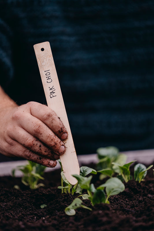 Kål, Pak Choi, Summer Breeze F1