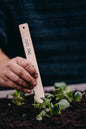 Kål, Pak Choi, Summer Breeze F1