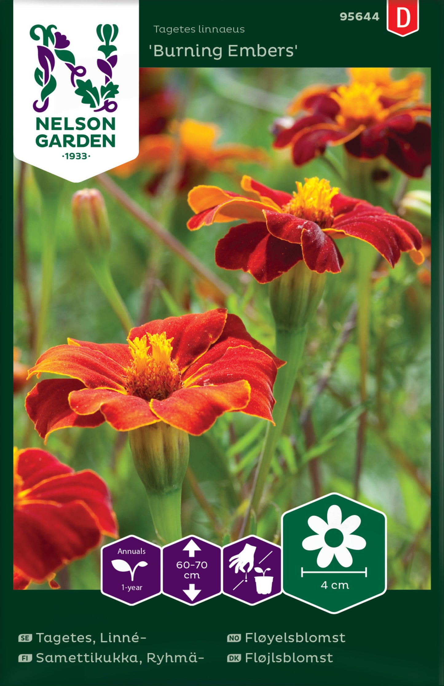 Tagetes, Linné-, Burning Embers